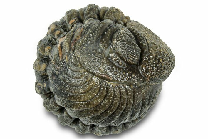 Wide, Perfectly Enrolled Morocops Trilobite - Morocco #323190